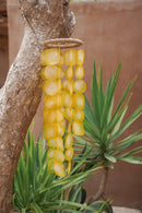 The Golden Shell Hanger